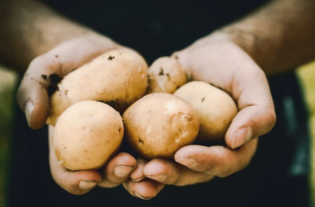 pomme de terre contre les cernes